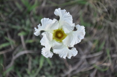 Mandevilla petraea