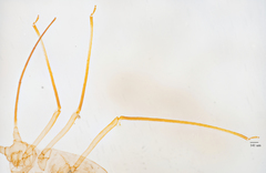 Illinoia liriodendri