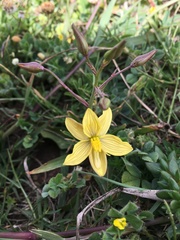 Cyanella lutea lutea