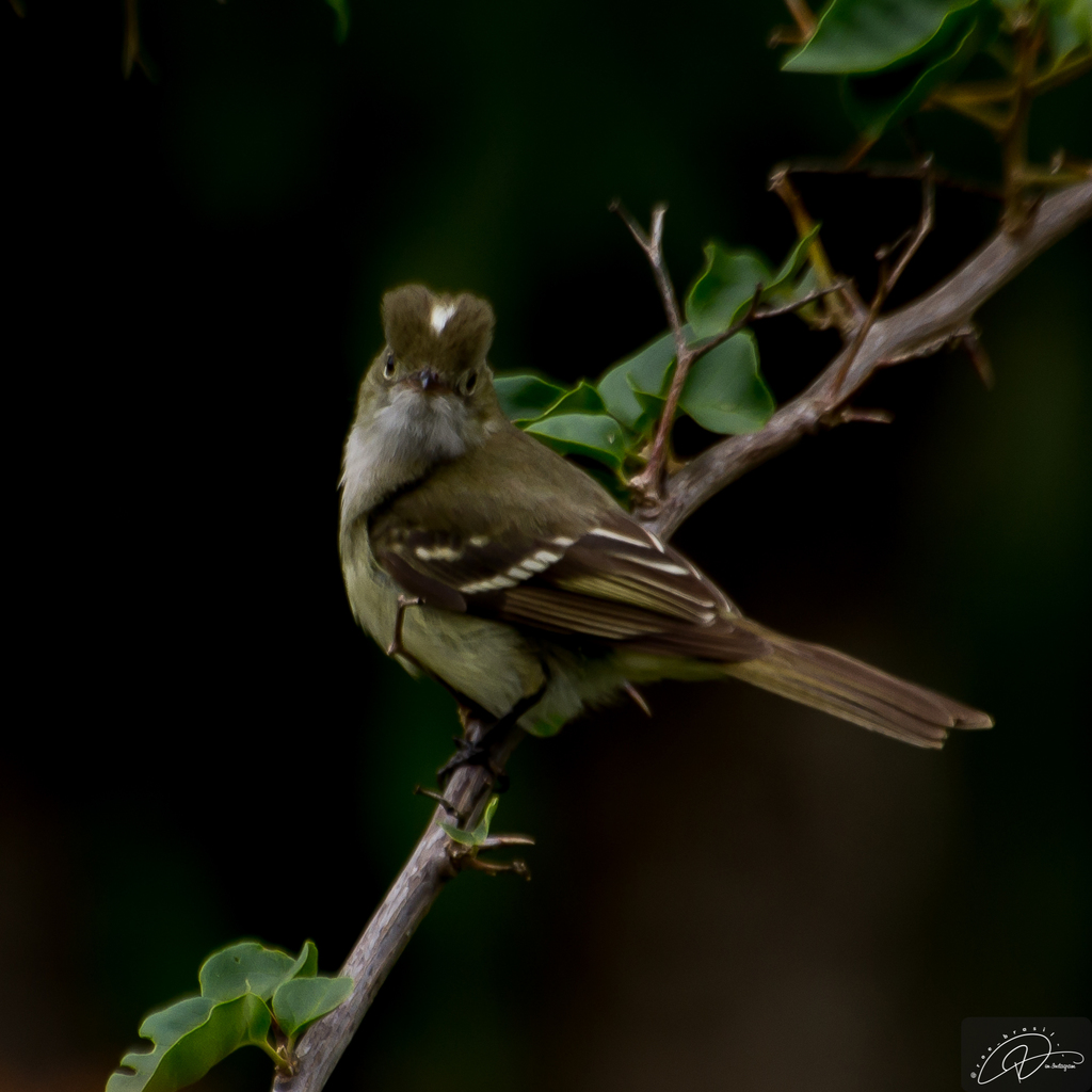 Small-billed Elaenia photo