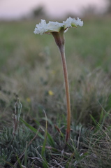 Mandevilla petraea