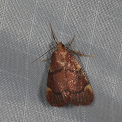 Hypsopygia thymetusalis