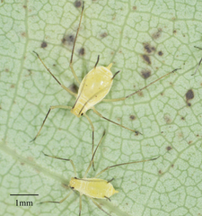 Illinoia liriodendri