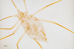 Illinoia liriodendri
