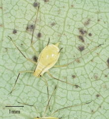 Illinoia liriodendri