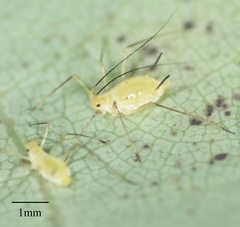 Illinoia liriodendri