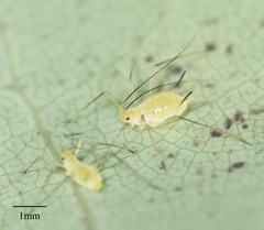 Illinoia liriodendri