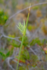 Bobartia gladiata