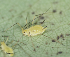 Illinoia liriodendri