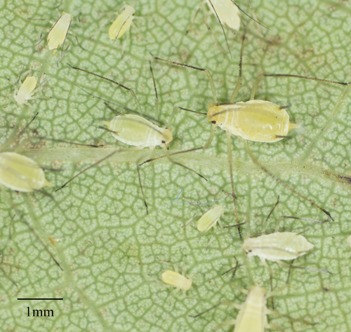 tuliptree aphid