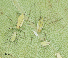 Illinoia liriodendri