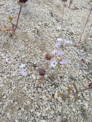 Leptosiphon chrysanthus decorus