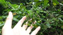 Solanum paniculatum