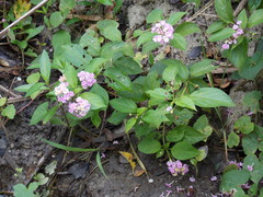 Lantana fucata