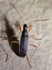 Cnemodus mavortius
