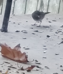 Junco hyemalis