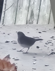 Junco hyemalis