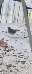 Junco hyemalis