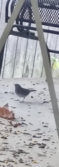 Junco hyemalis