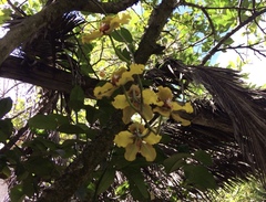 Cyrtochilum macranthum