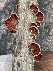 Anthracophyllum