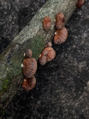 Anthracophyllum
