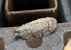 Megalopyge opercularis