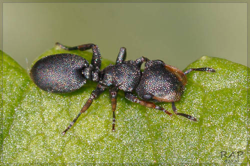 Cephalotes jheringi (Emery, 1894)