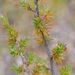 Ironstone Caperose - Photo (c) Nick Helme, some rights reserved (CC BY-SA), uploaded by Nick Helme