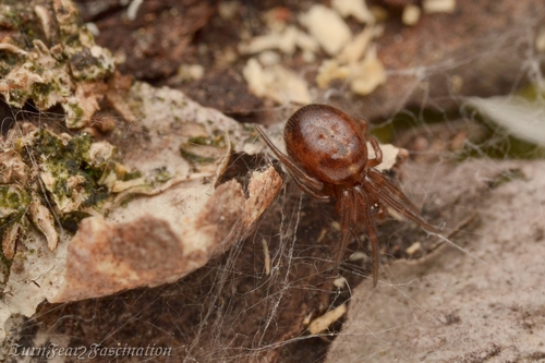Leaf-backed Long-jawed Cobweaver