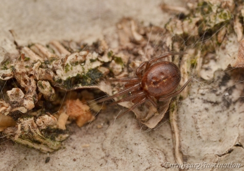 Leaf-backed Long-jawed Cobweaver