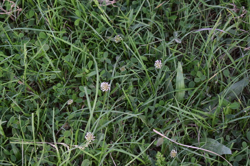 Strawberry clover