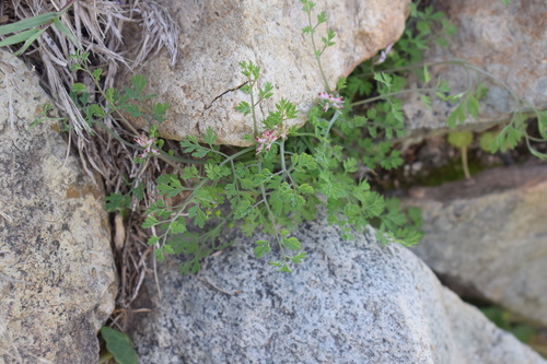 Fumaria abyssinica