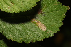 Phyllonorycter tristrigella
