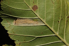 Phyllonorycter tristrigella