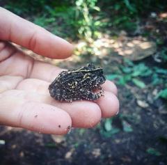 Proceratophrys concavitympanum