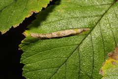 Phyllonorycter tristrigella