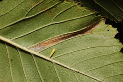 Phyllonorycter tristrigella