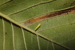 Phyllonorycter tristrigella