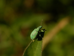 Polydrusus planifrons