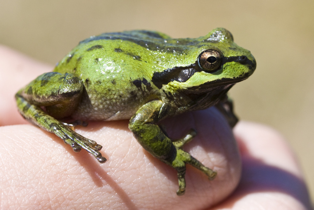 Frog Forum - Gray Tree Frog Care and Breeding