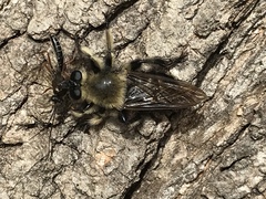 Laphria affinis