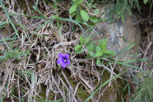 Campanula edulis