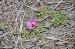 Modiolastrum gilliesii