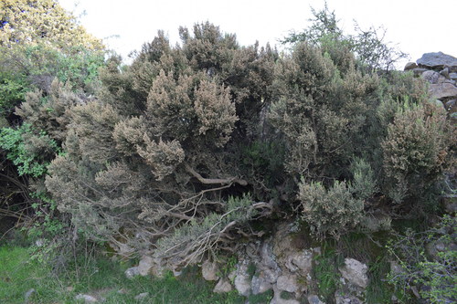 Tree heath
