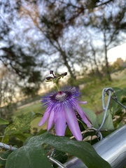 Passiflora amethystina × caerulea