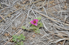 Modiolastrum gilliesii