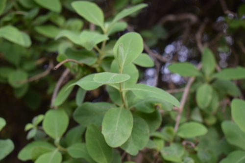 Etruscan Honeysuckle