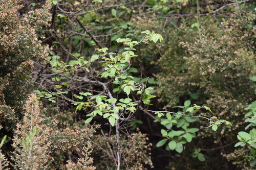 Abyssinian rose