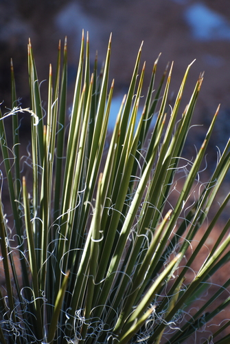 Yucca angustissima